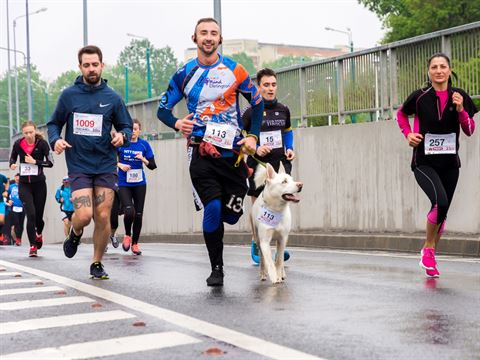 Photograph of a group of runners participating in a race on a wet road, with one runner accompanied by a white dog wearing a race bib.